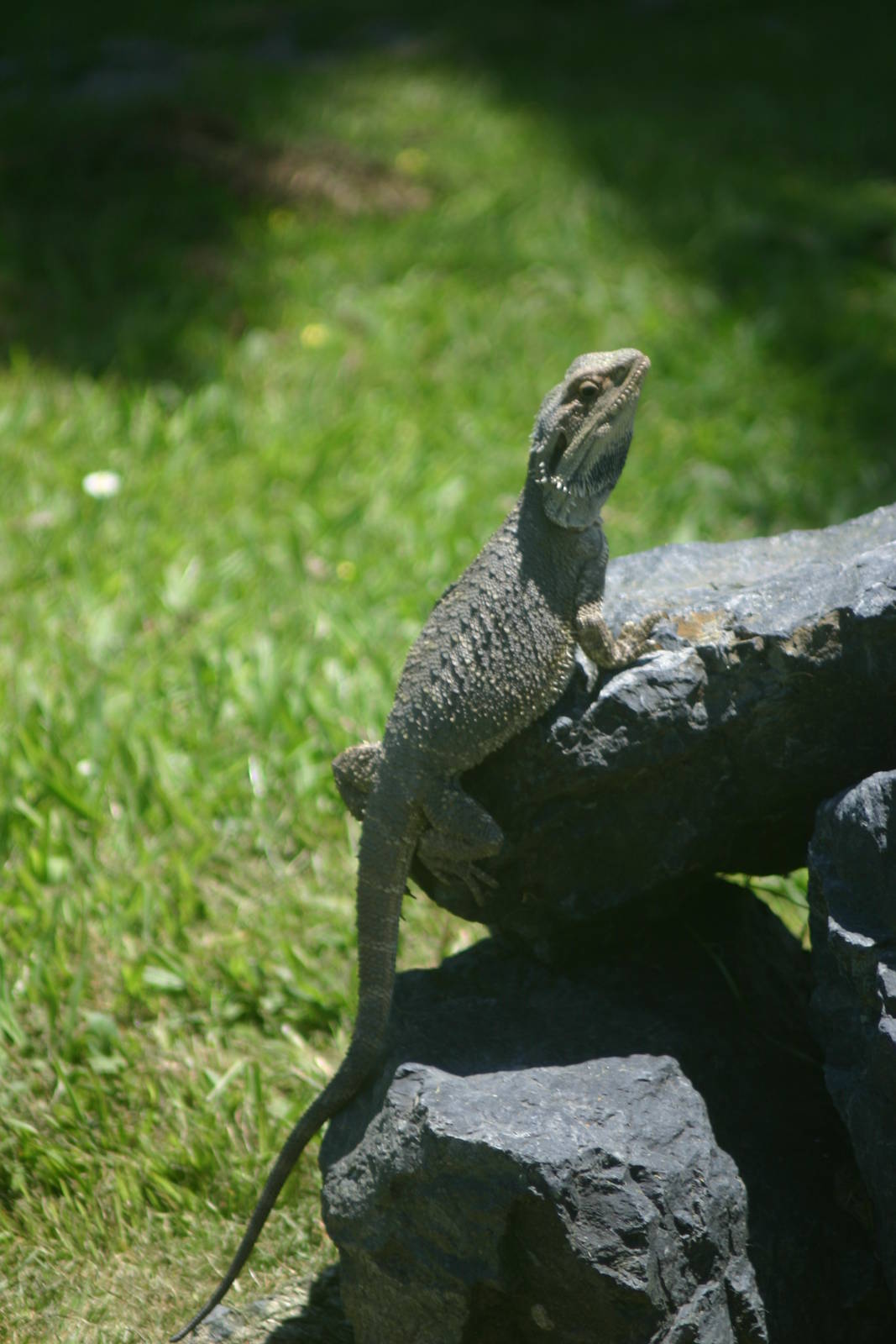 Ti Point Reptile Park, Bearded Dragon