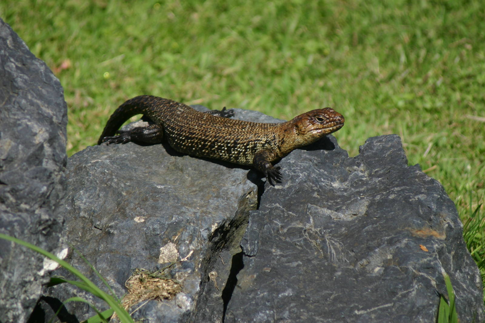 Ti Point Reptile Park, Cunningham Skink