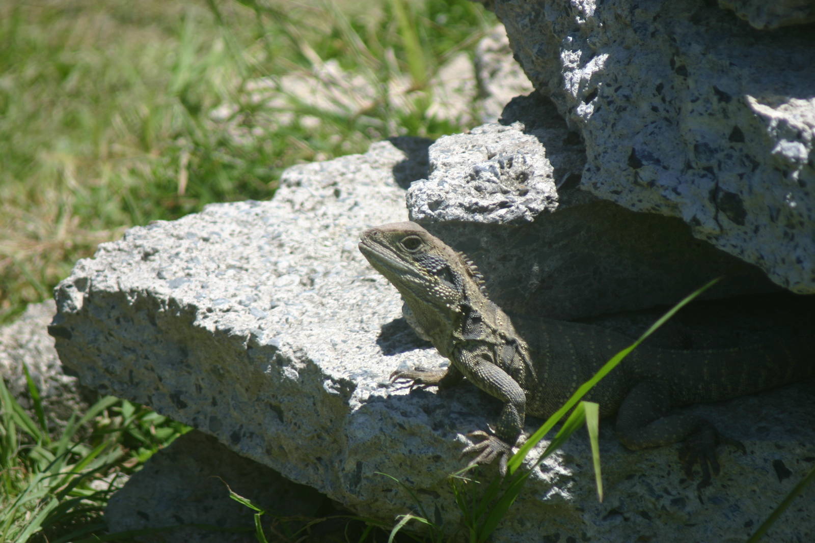 Ti Point Reptile Park, Eastern Water Dragon