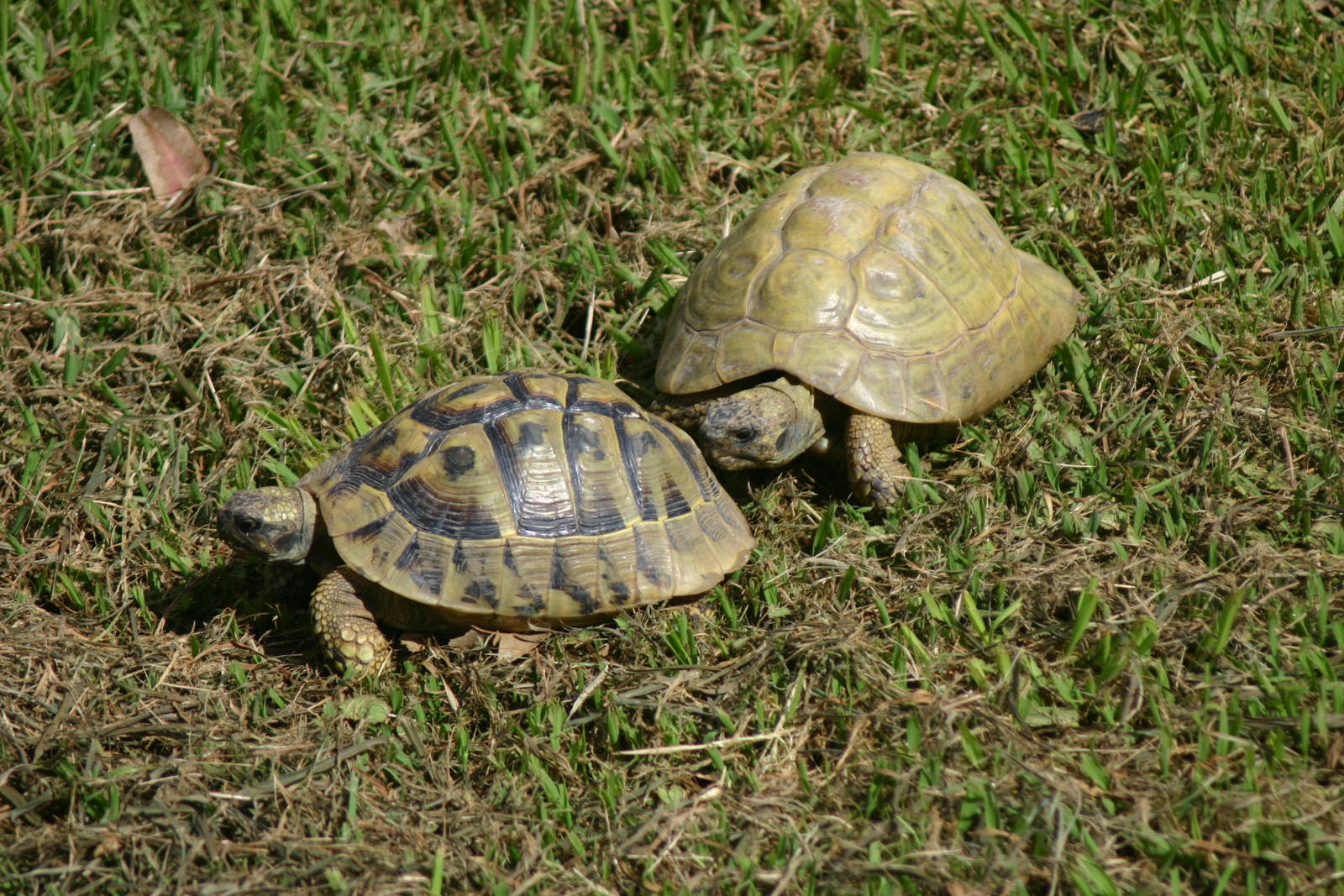 Ti Point Reptile Park, Hermann's Tortoises