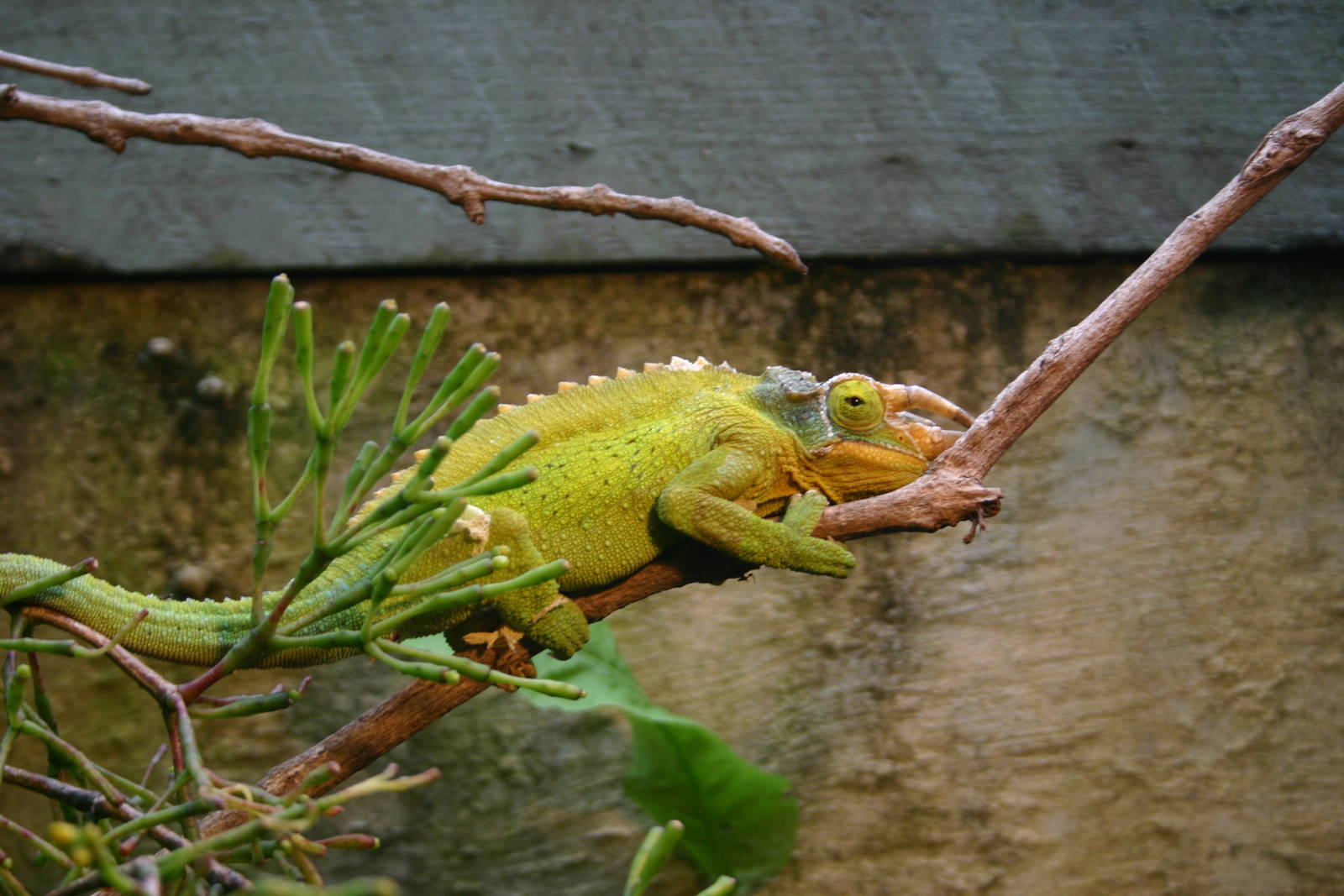 Ti Point Reptile Park, Jackson's Chameleon