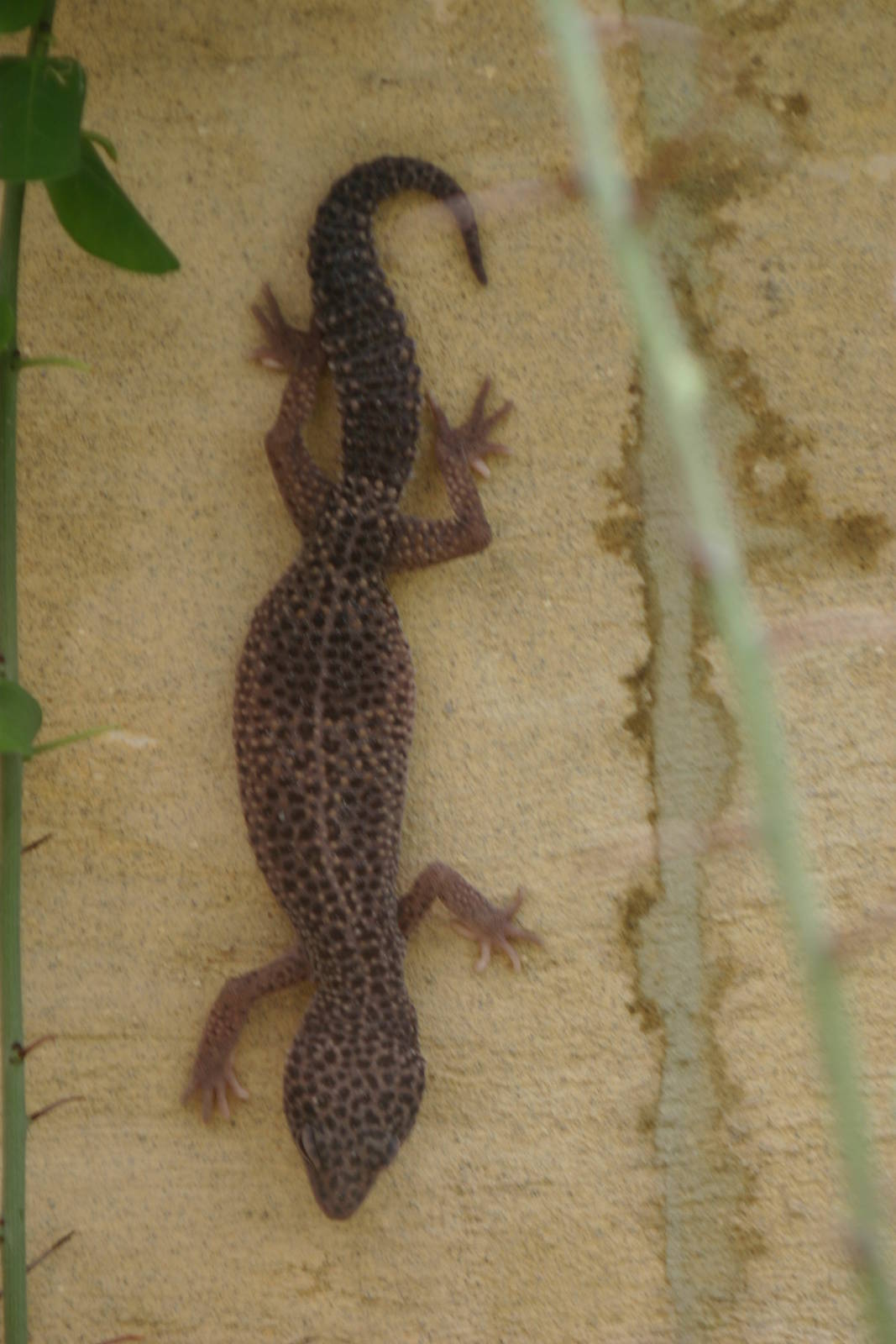 Ti Point Reptile Park, Leopard Gecko