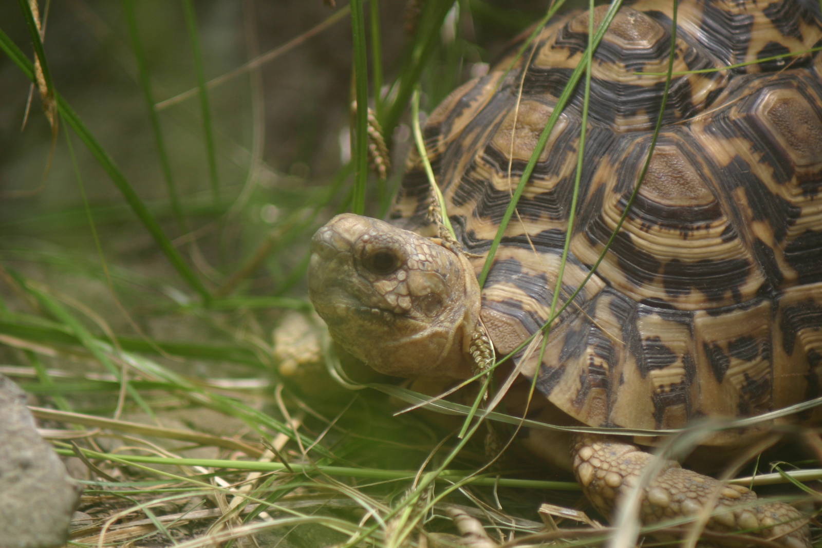 Ti Point Reptile Park, Leopard Tortoise