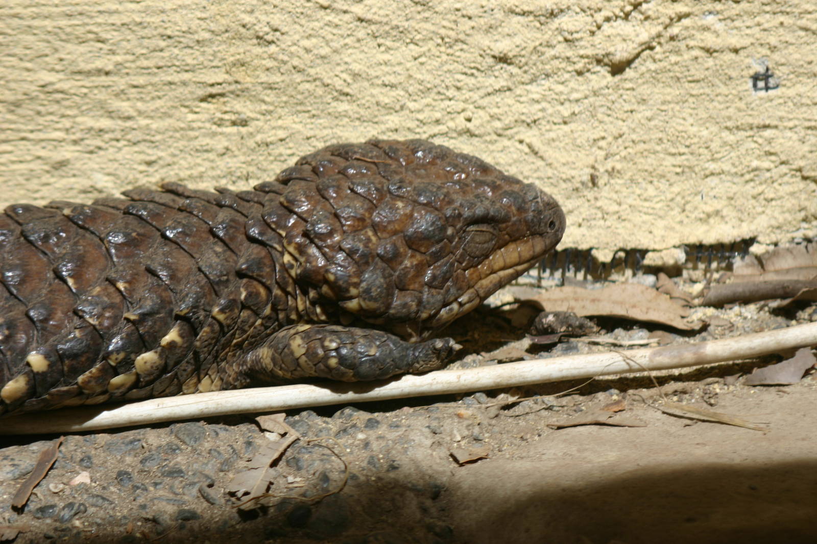 Ti Point Reptile Park, Shingleback Lizard