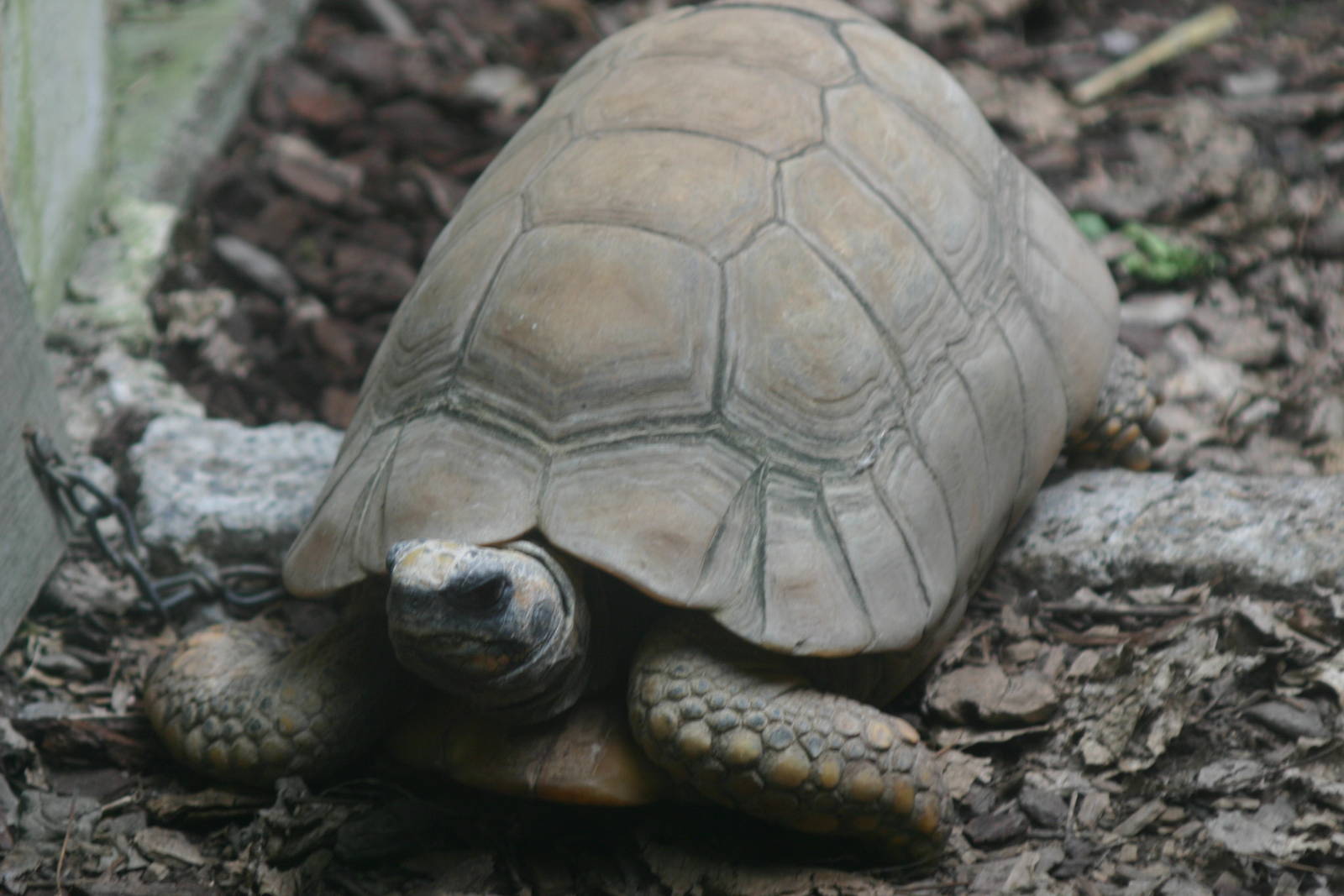 Ti Point Reptile Park, Yellow-footed Tortoise
