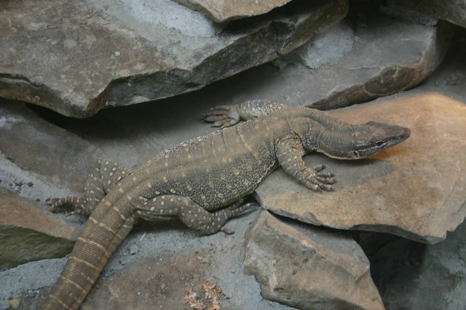 Ti Point Reptile Park