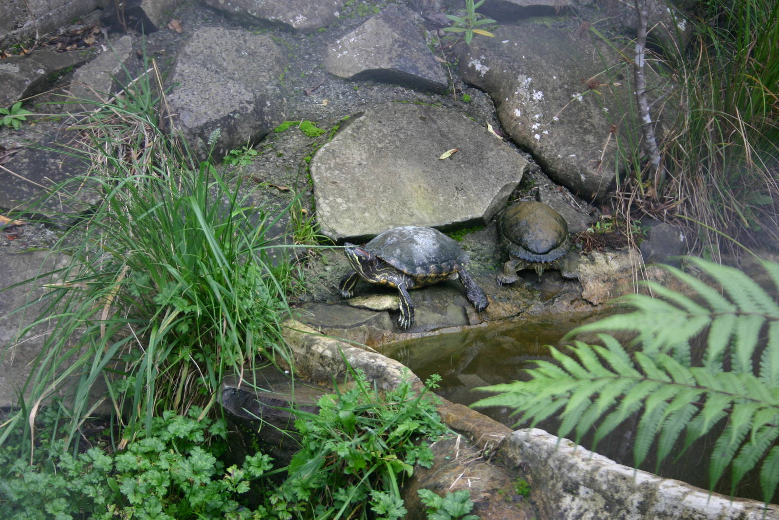 Ti Point Reptile Park