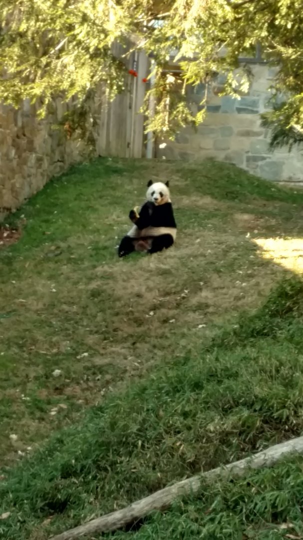 Tian Tian, Giant Panda
