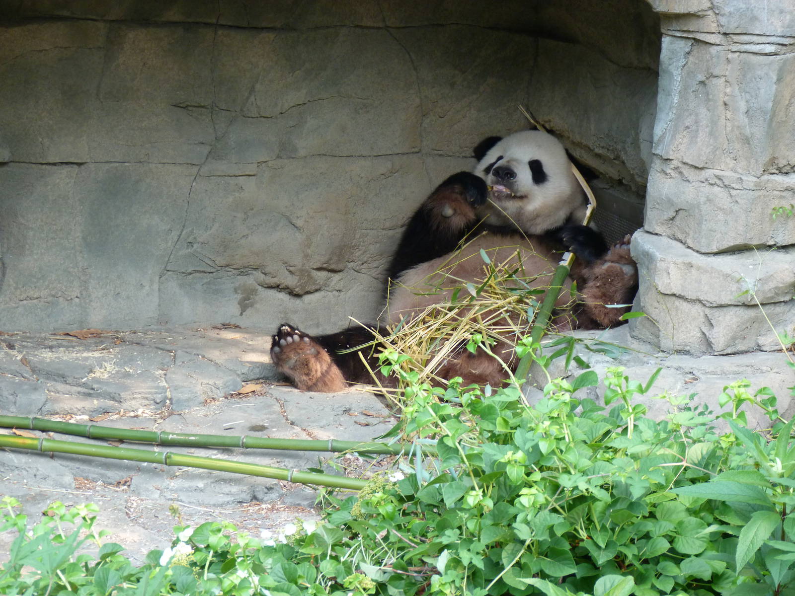 Tian Tian Taking it Easy
