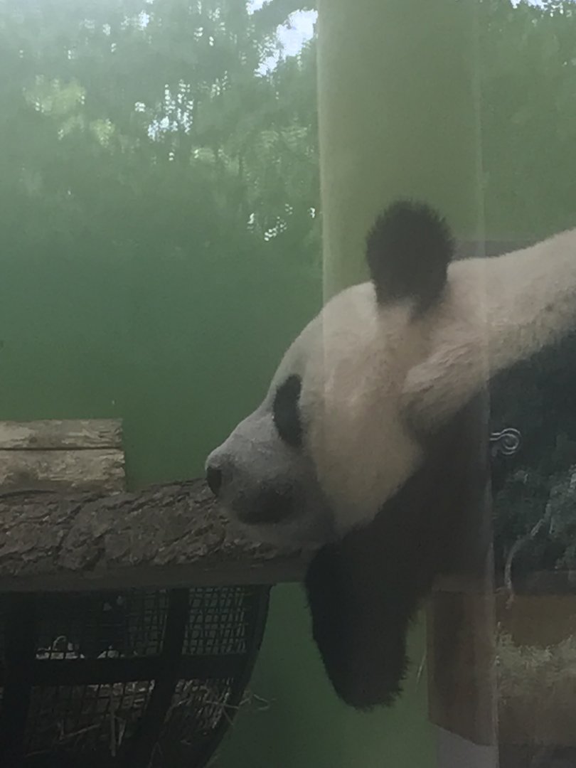 Tian Tian
