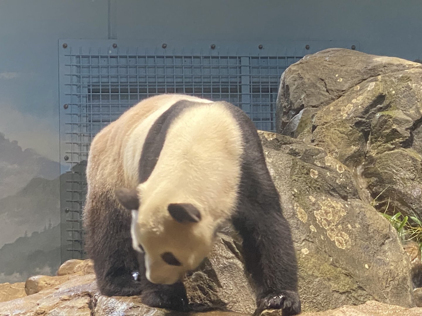 Tian Tian