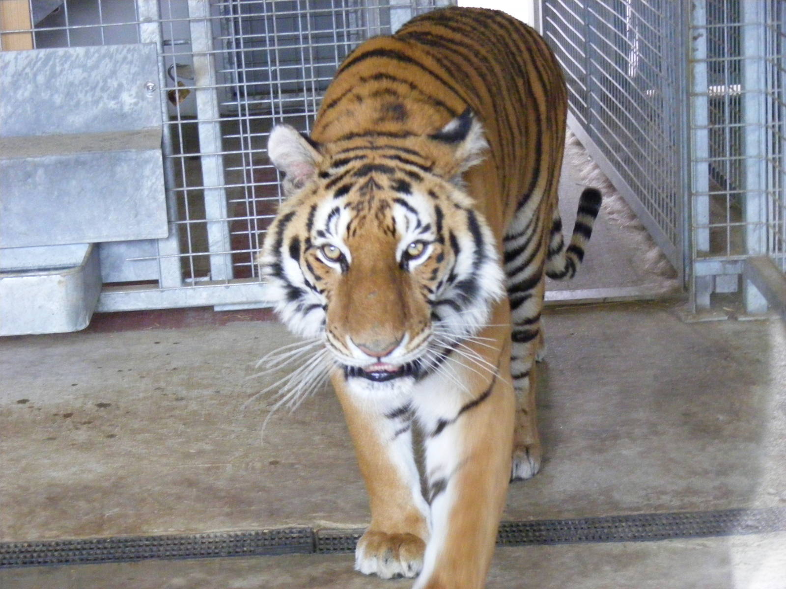 Tiana the tiger at Noah's Ark Zoo Farm, 1 May 2010