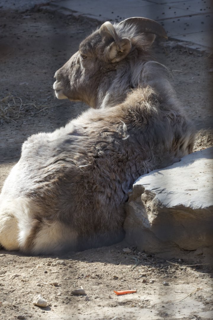 Tianshan Argali/ Ovis ammon karelini