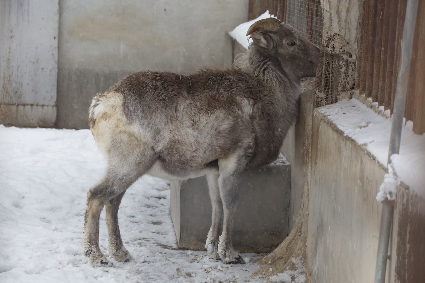 Tianshan Argali/ Ovis ammon karelini