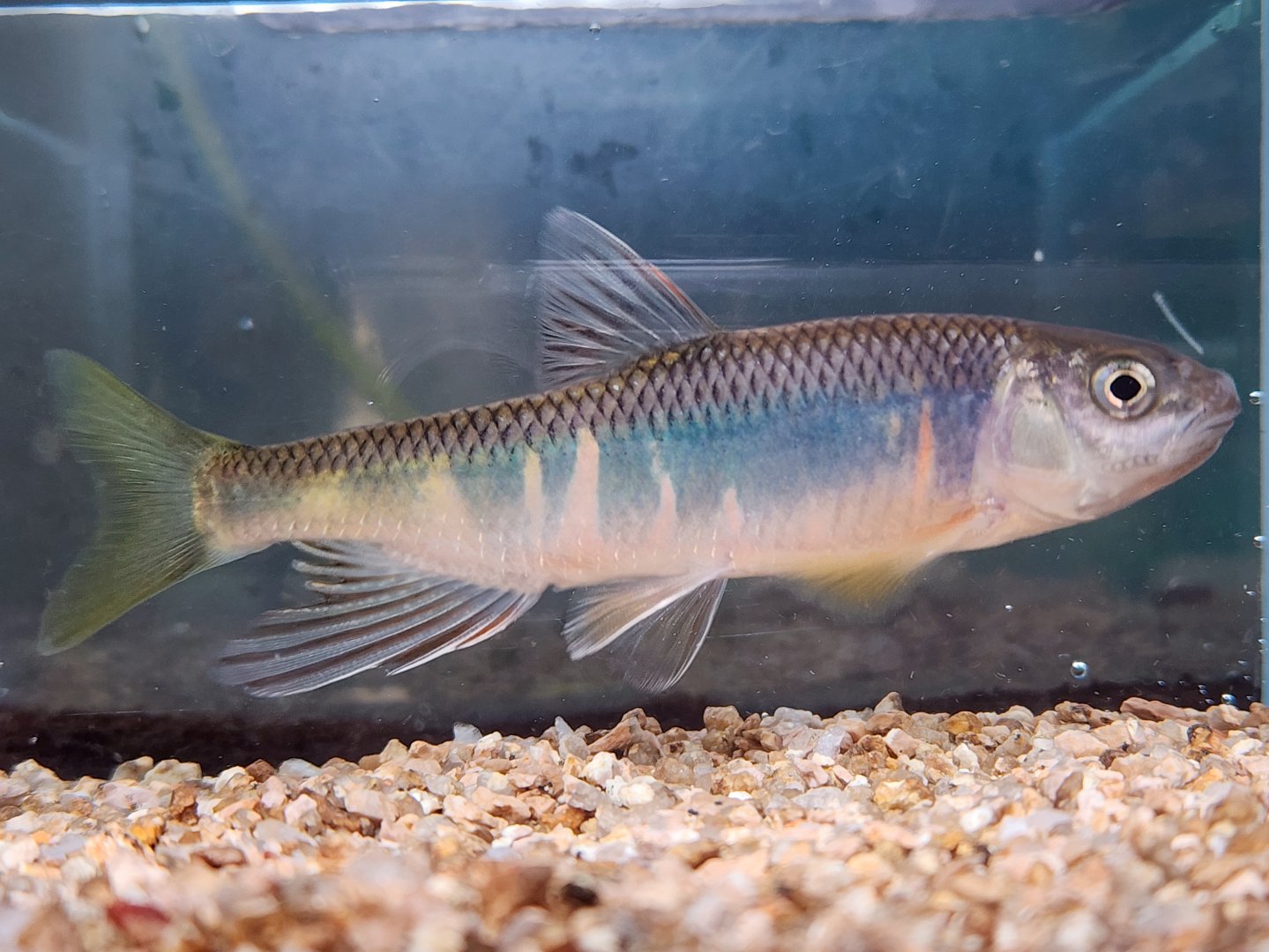 Tiaoxi River Chub (Zacco tiaoxiensis)