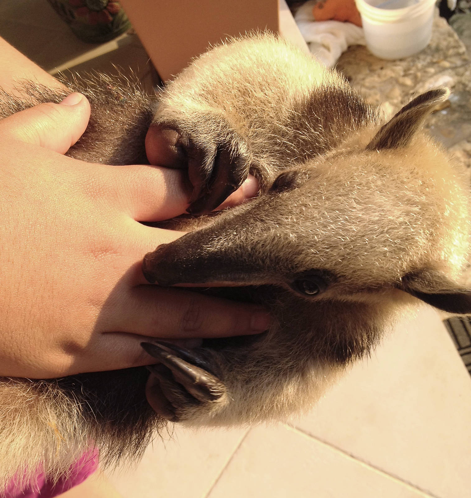 Tiberia the Tamandua