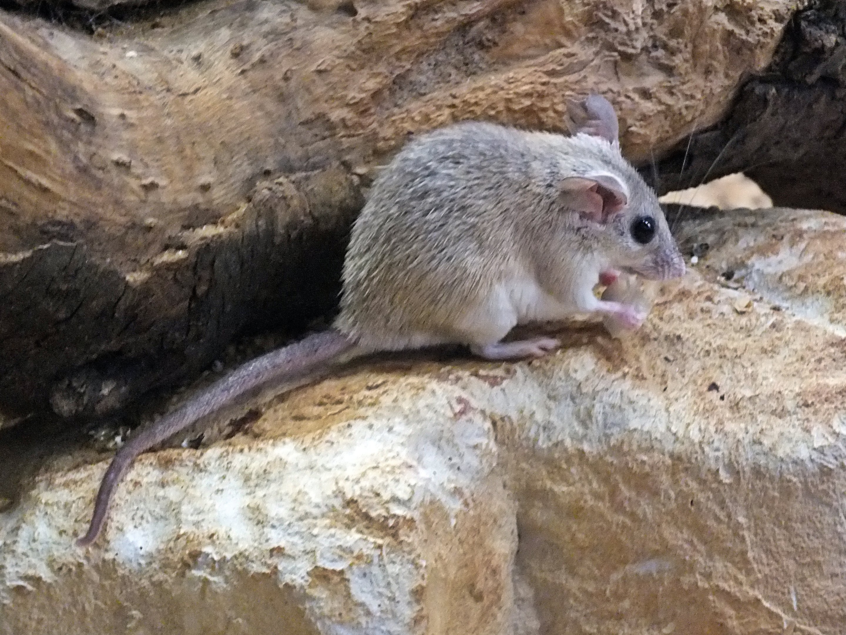 Tibesti spiny mouse