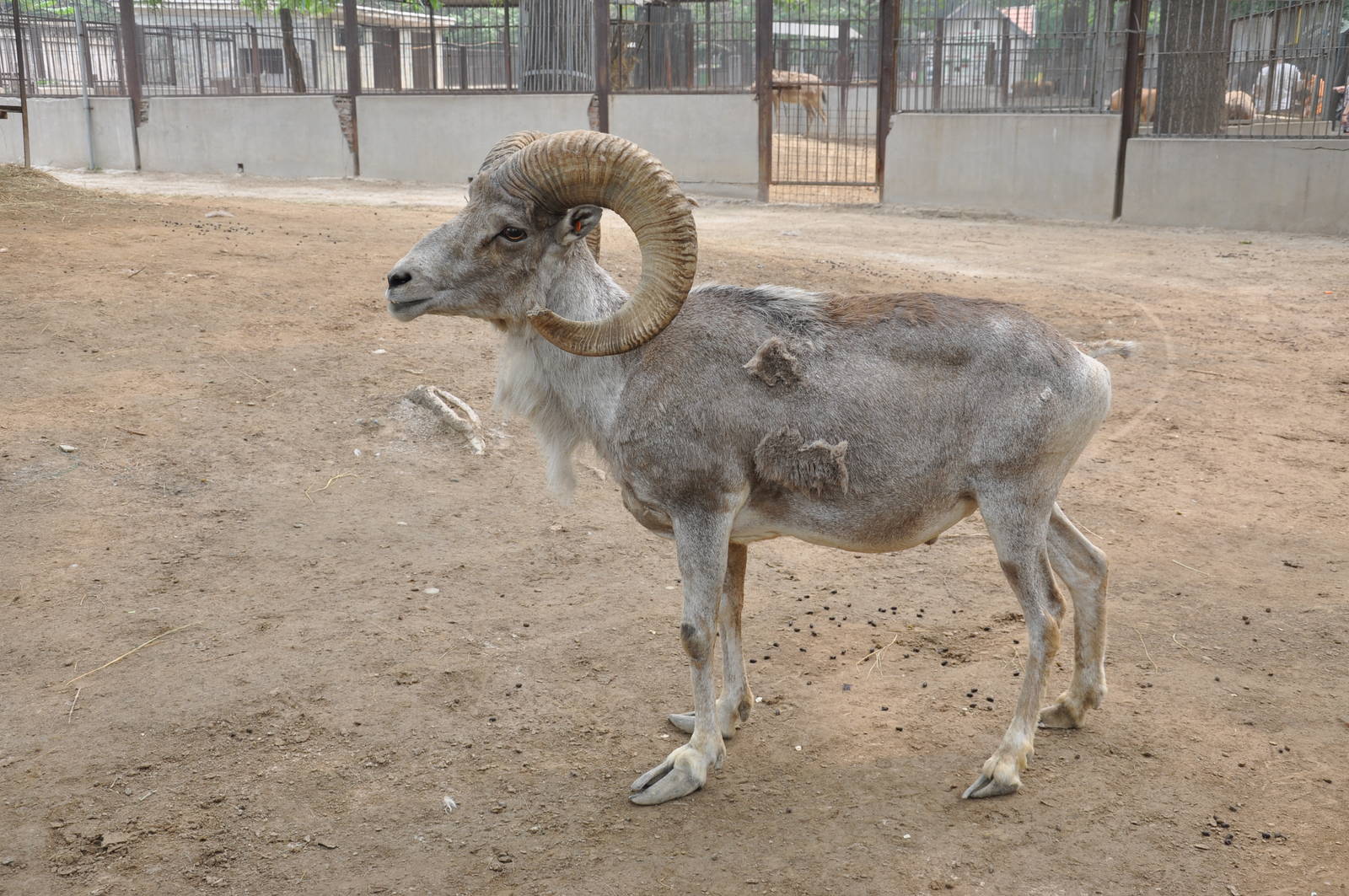 Tibetan argali / Ovis ammon hodgsoni