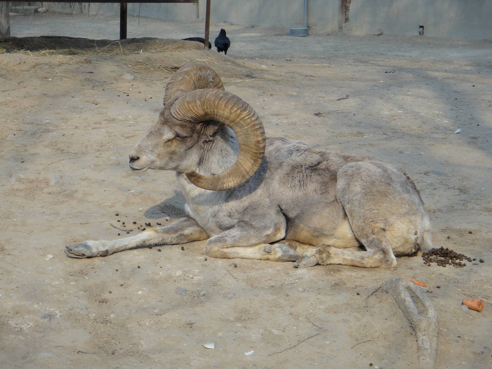 Tibetan argali (Ovis ammon hodgsoni)