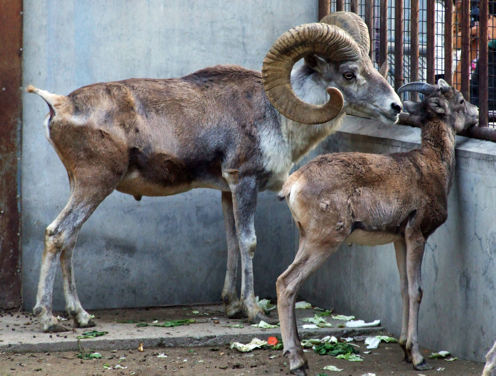 Tibetan argali (Ovis ammon hodgsoni)