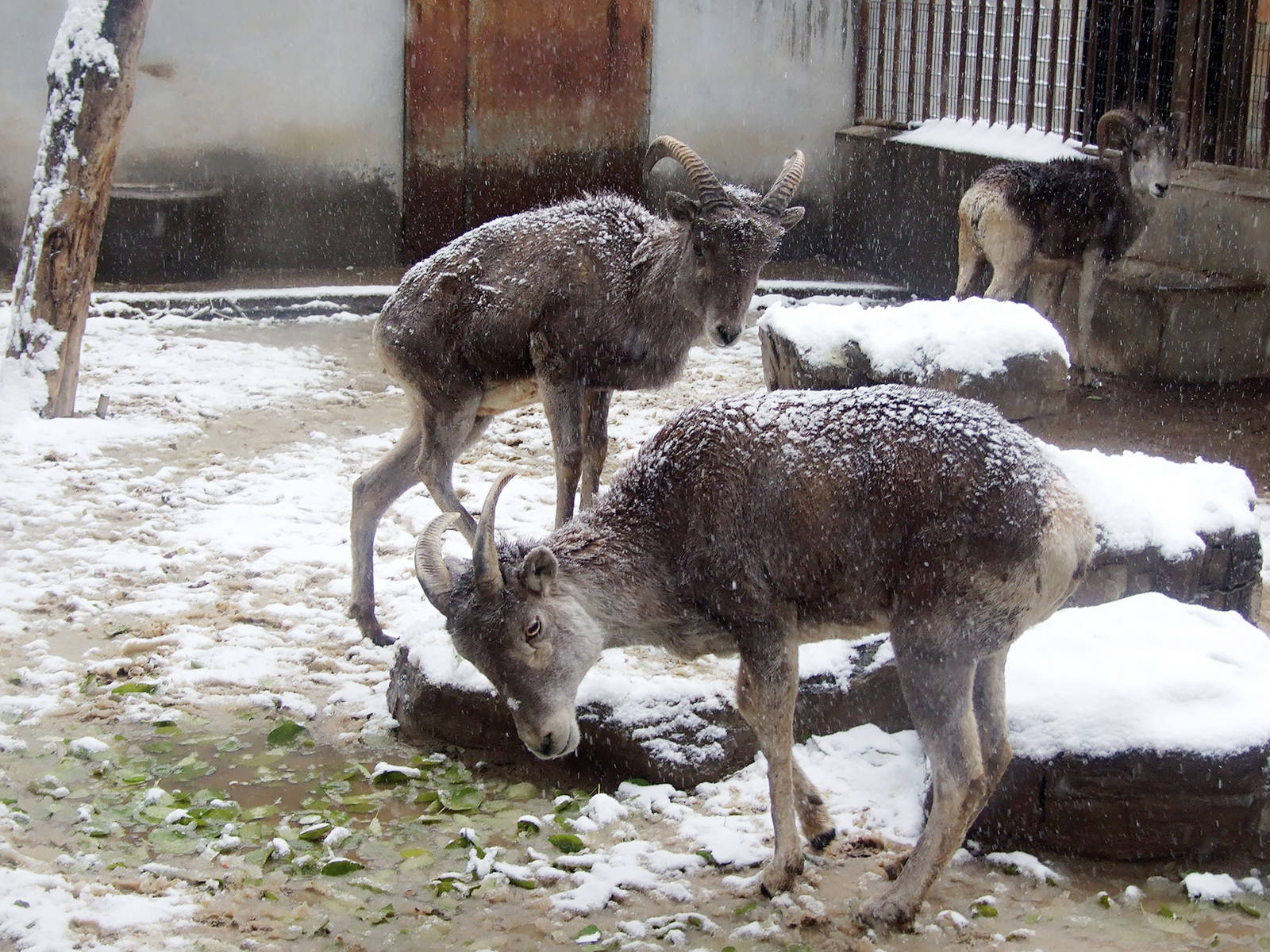 Tibetan argali (Ovis ammon hodgsoni)