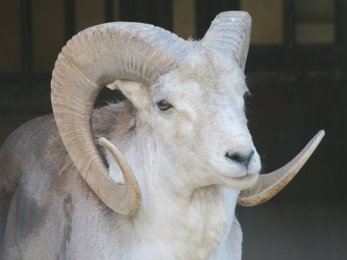Tibetan argali (Ovis ammon hodgsoni)