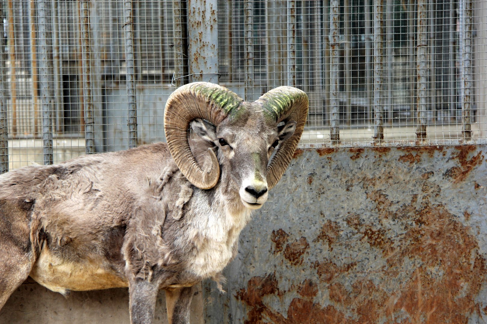 Tibetan argali (Ovis ammon hodgsoni)
