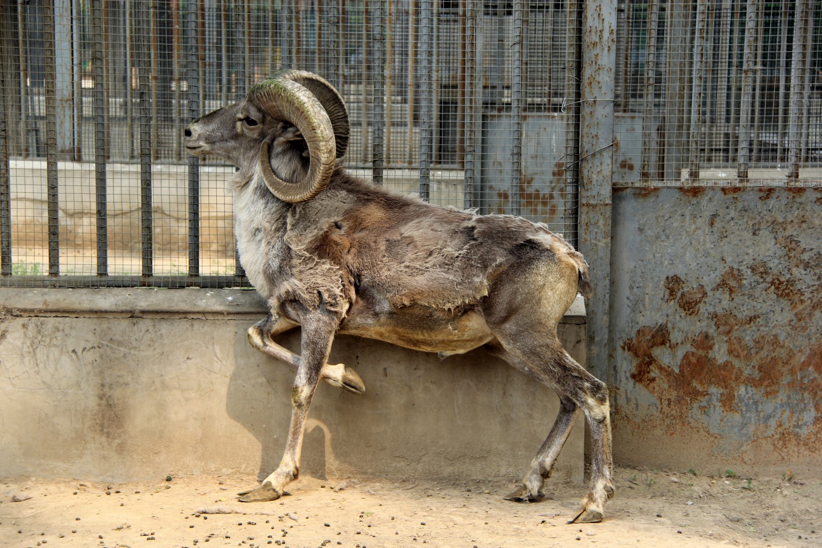Tibetan argali (Ovis ammon hodgsoni)
