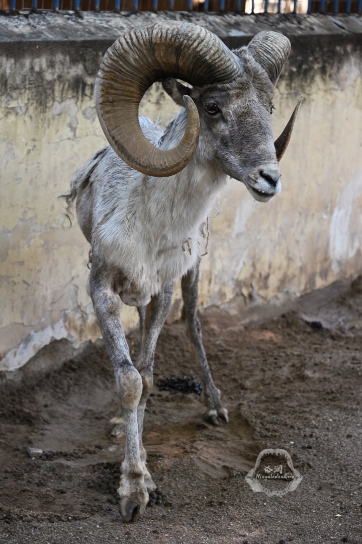 Tibetan argali/Ovis hodgsoni
