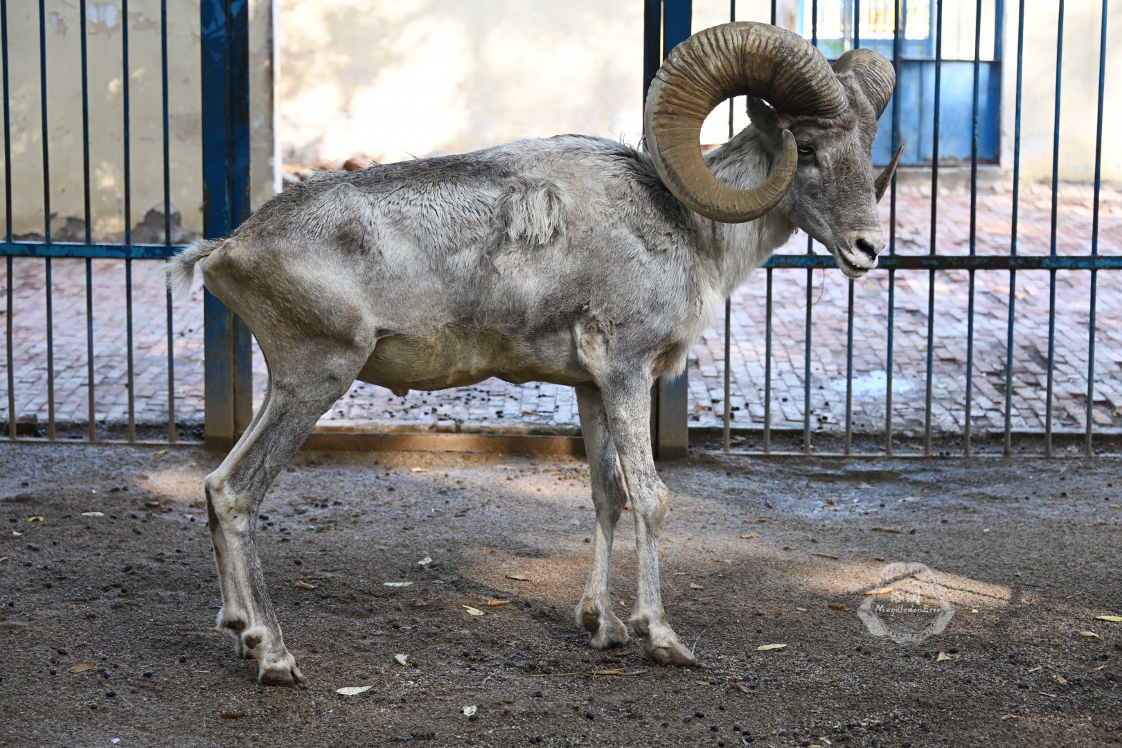 Tibetan argali/Ovis hodgsoni