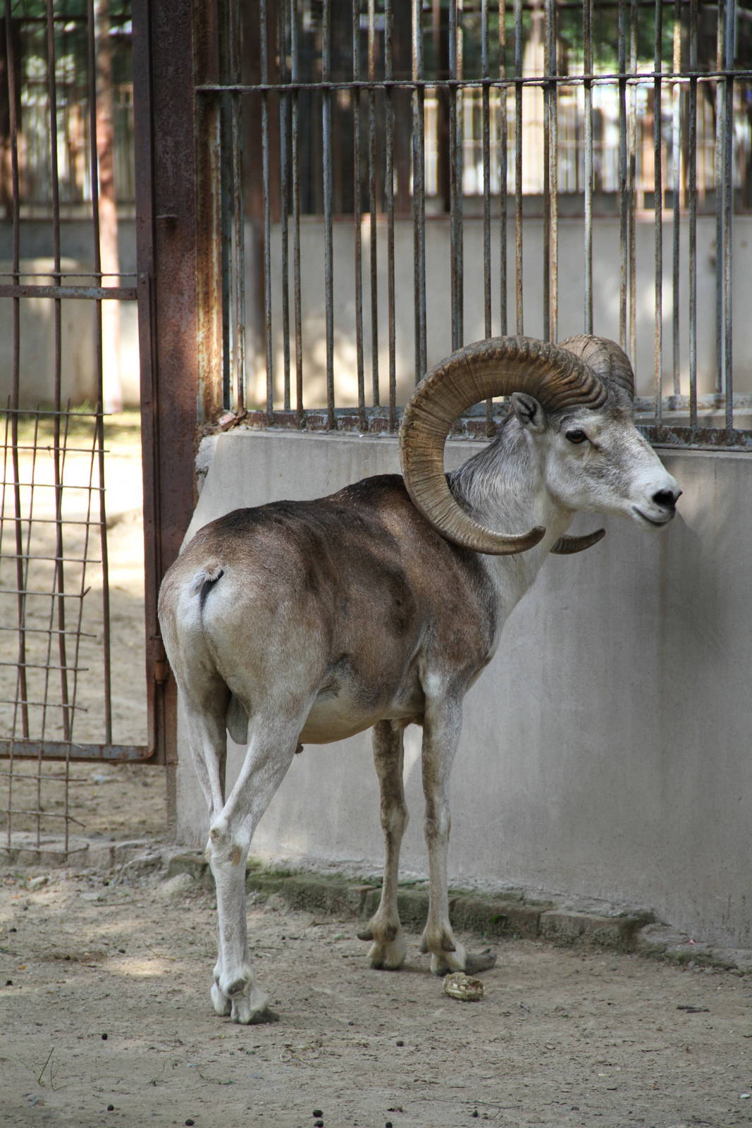 Tibetan Argali Sheep (Ovis ammon hodgsoni)