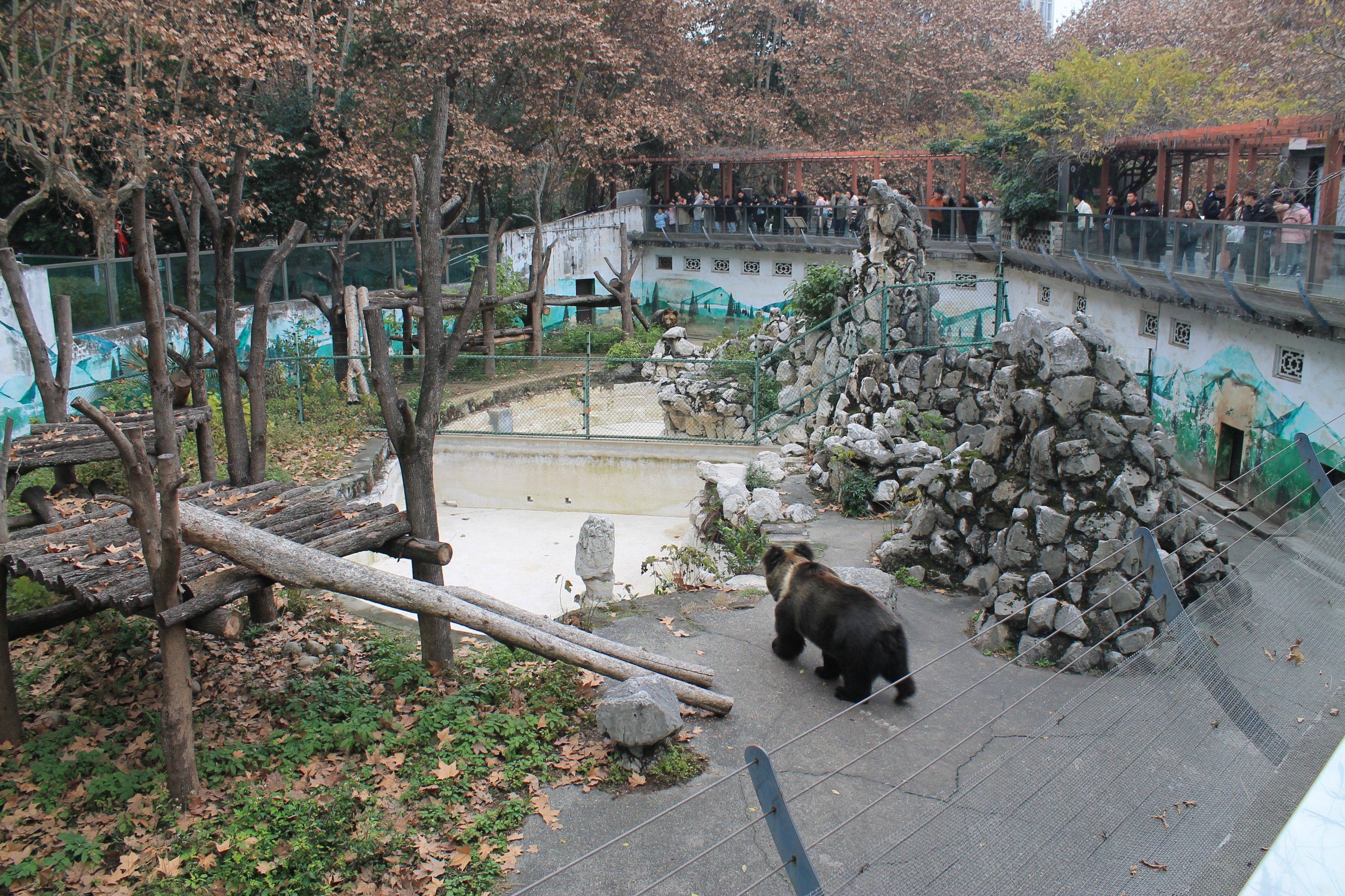 Tibetan Bear enclosures