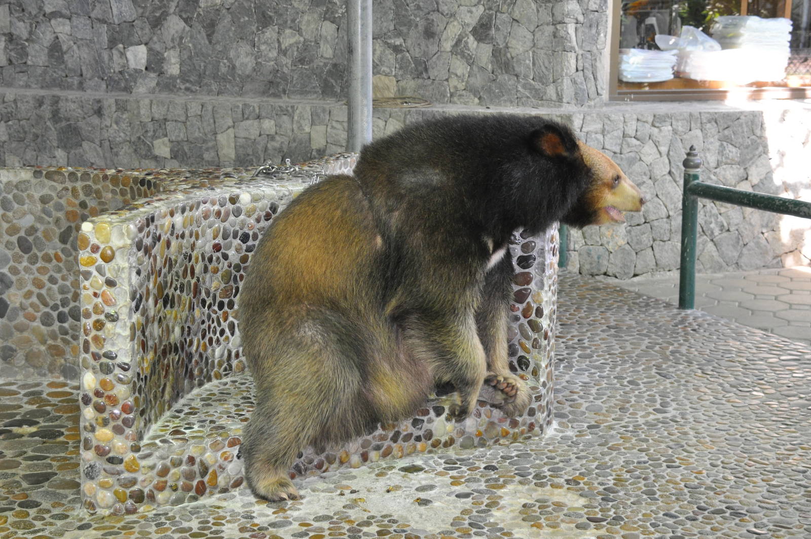 Tibetan black bear/ Ursus thibetanus thibetanus