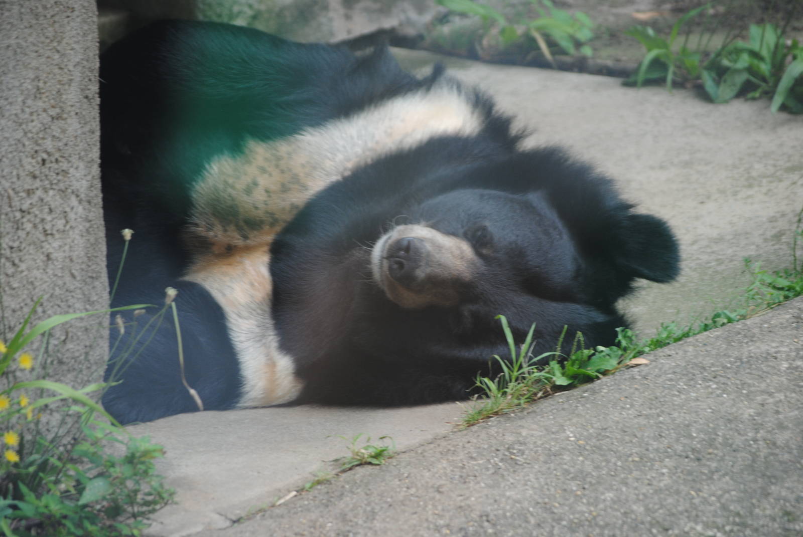 Tibetan Black Bear