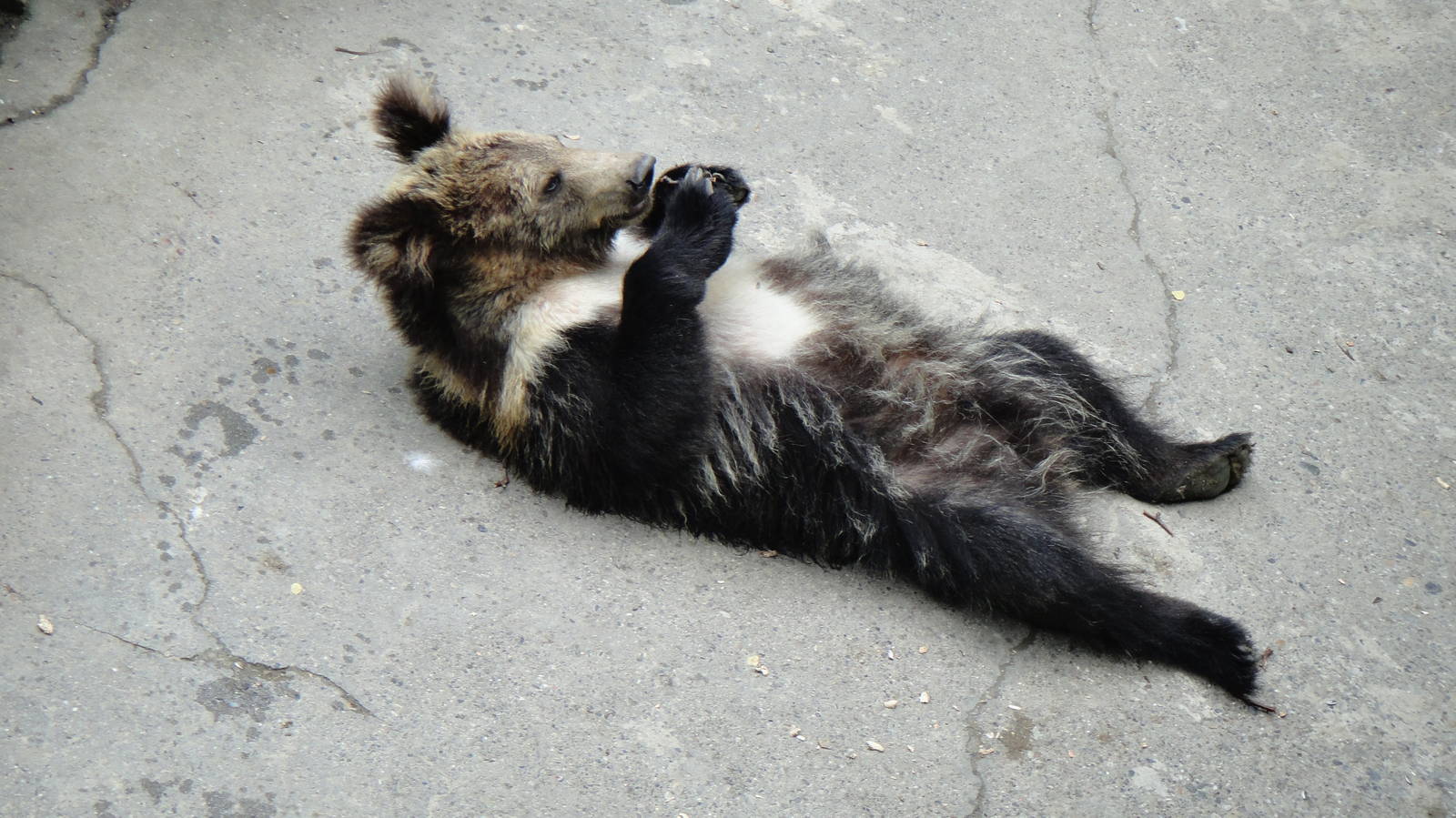 Tibetan blue bear at Chengdu zoo 2012-5-11