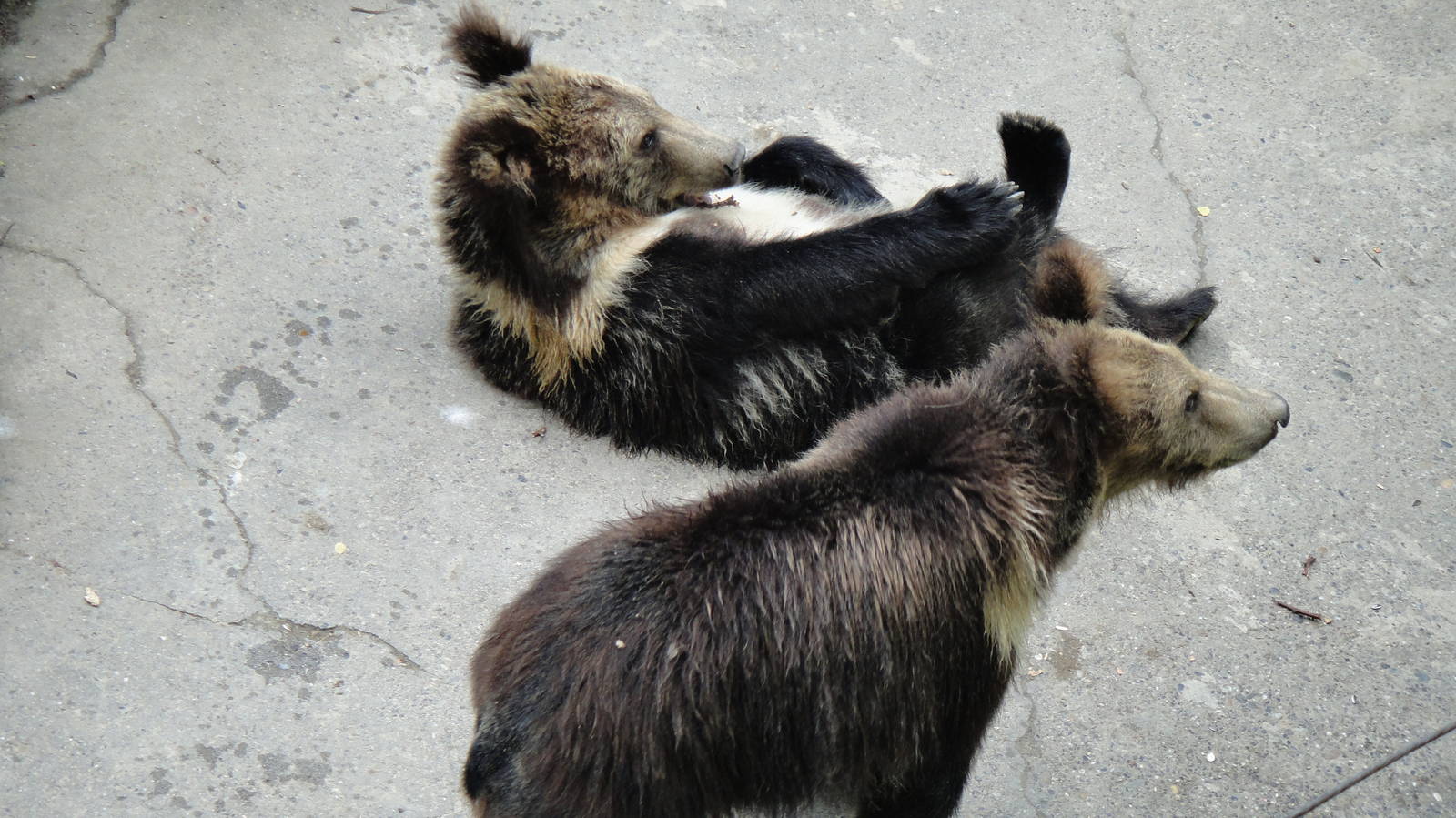 Tibetan blue bear at Chengdu zoo 2012-5-11
