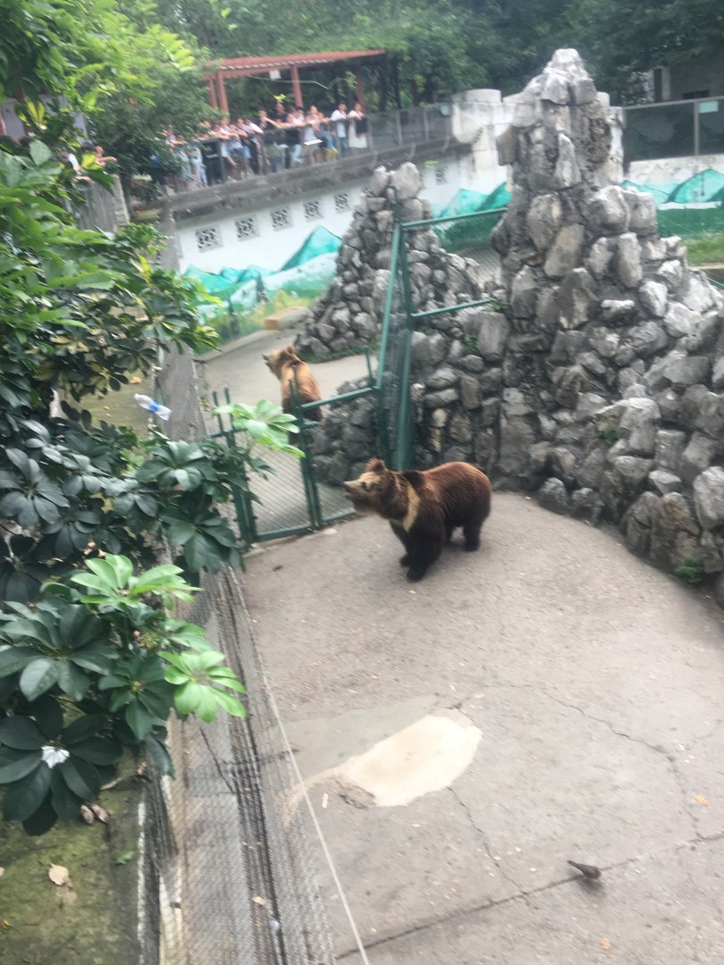 Tibetan Blue bear (i think) cicra.2019