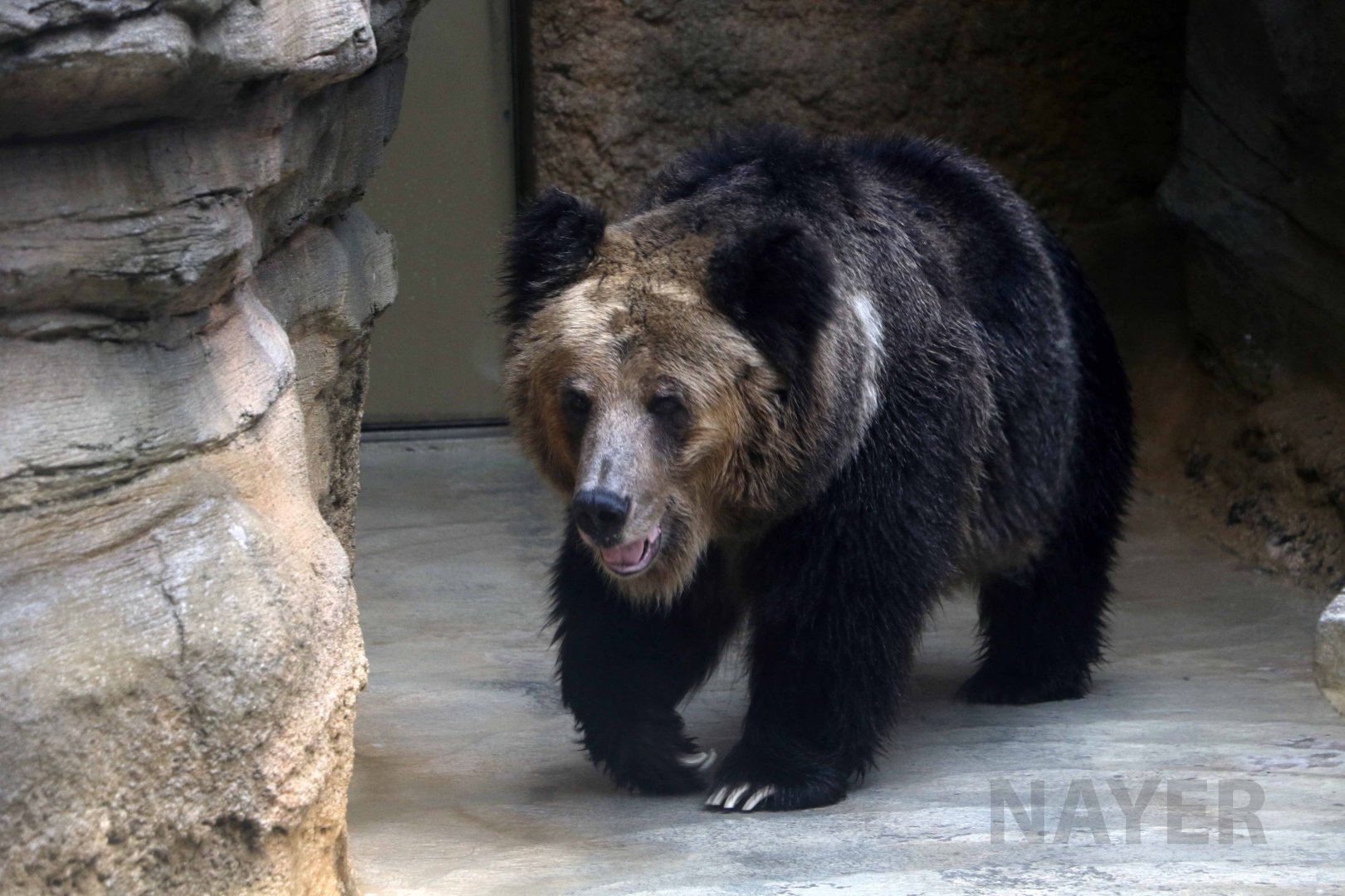 Tibetan blue bear, October 2017
