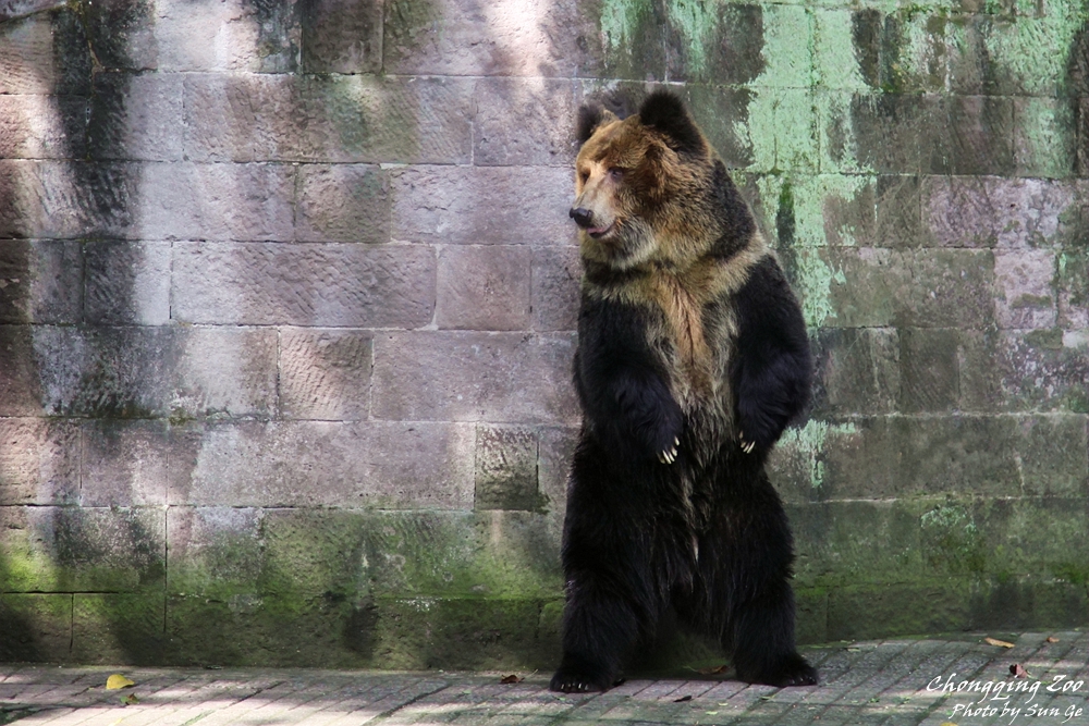 Tibetan blue bear rubbing its back against the wall