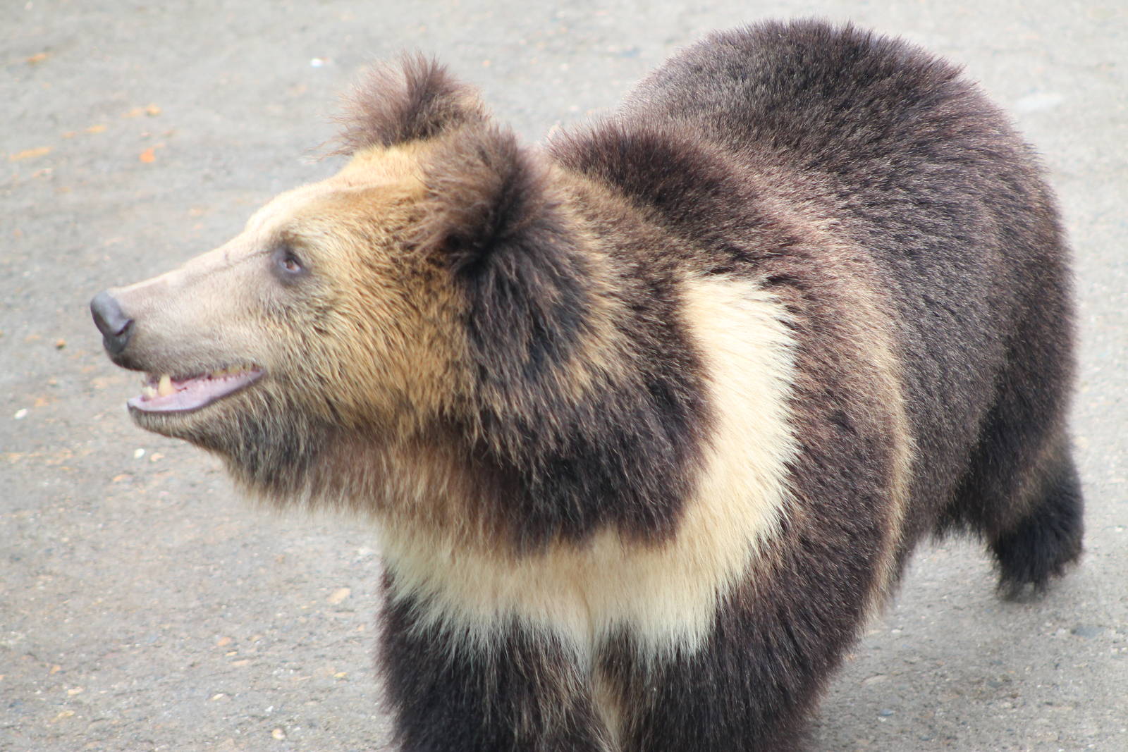 Tibetan blue bear (Ursus arctos pruinosus)