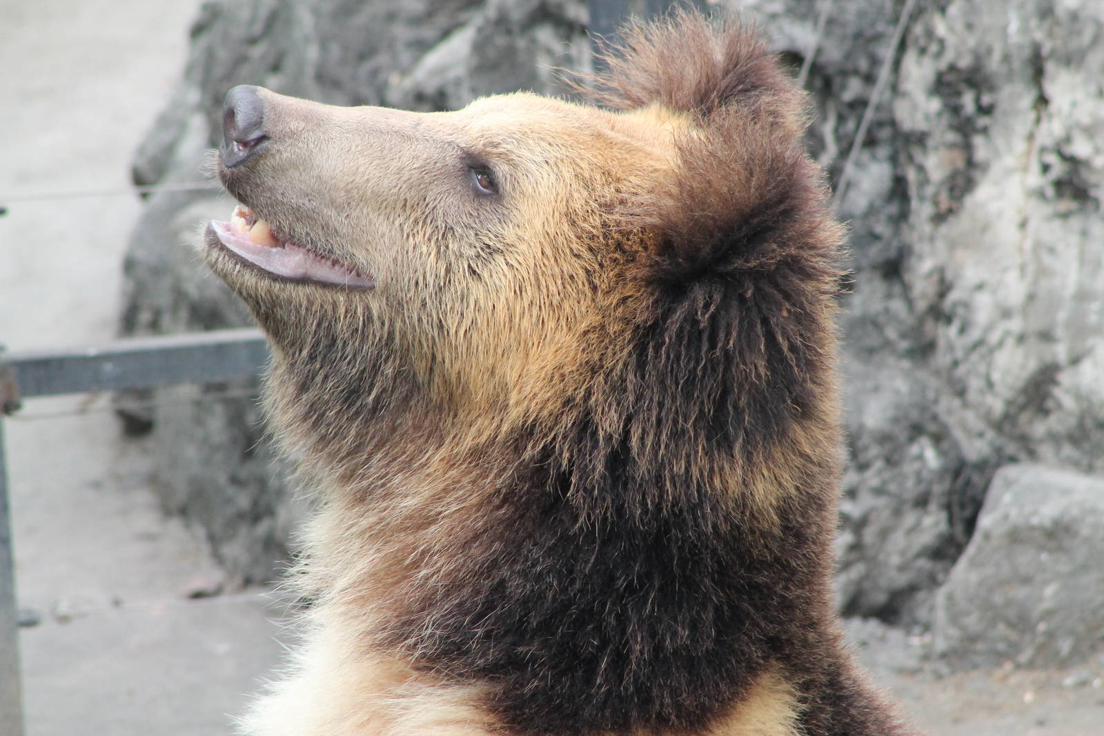 Tibetan blue bear (Ursus arctos pruinosus)