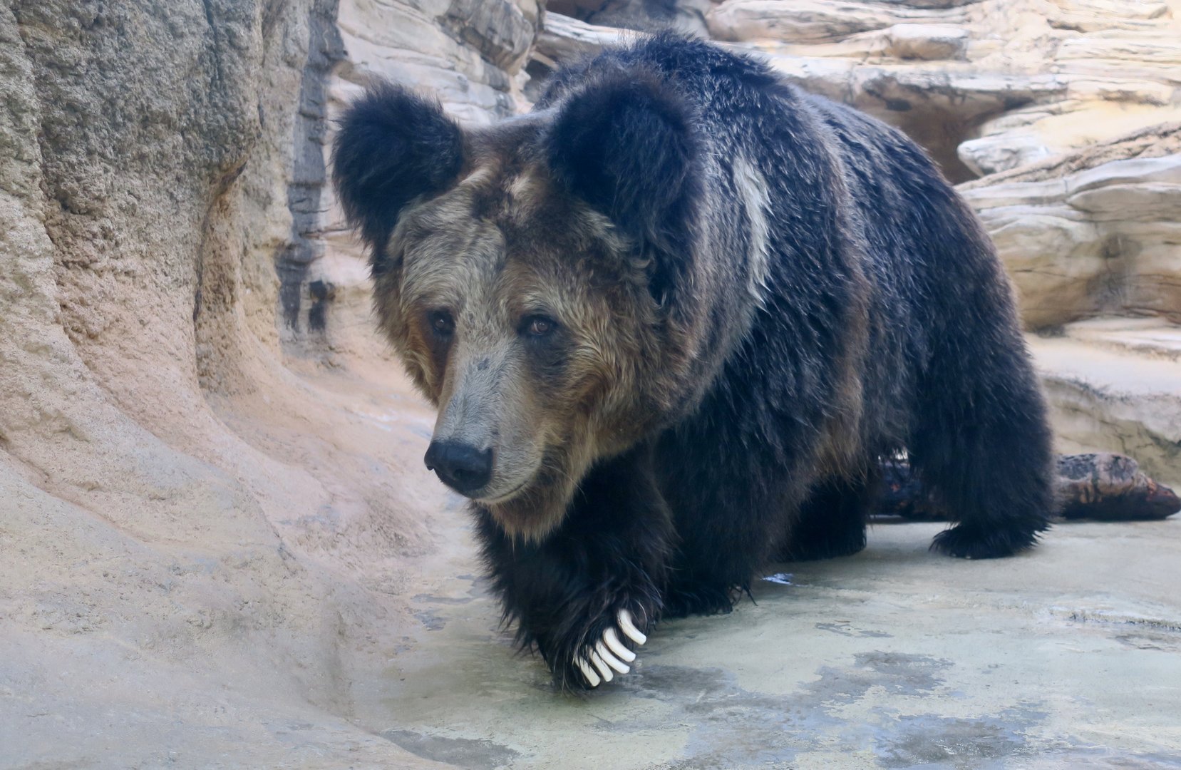 Tibetan Blue Bear (Ursus arctos pruinosus)