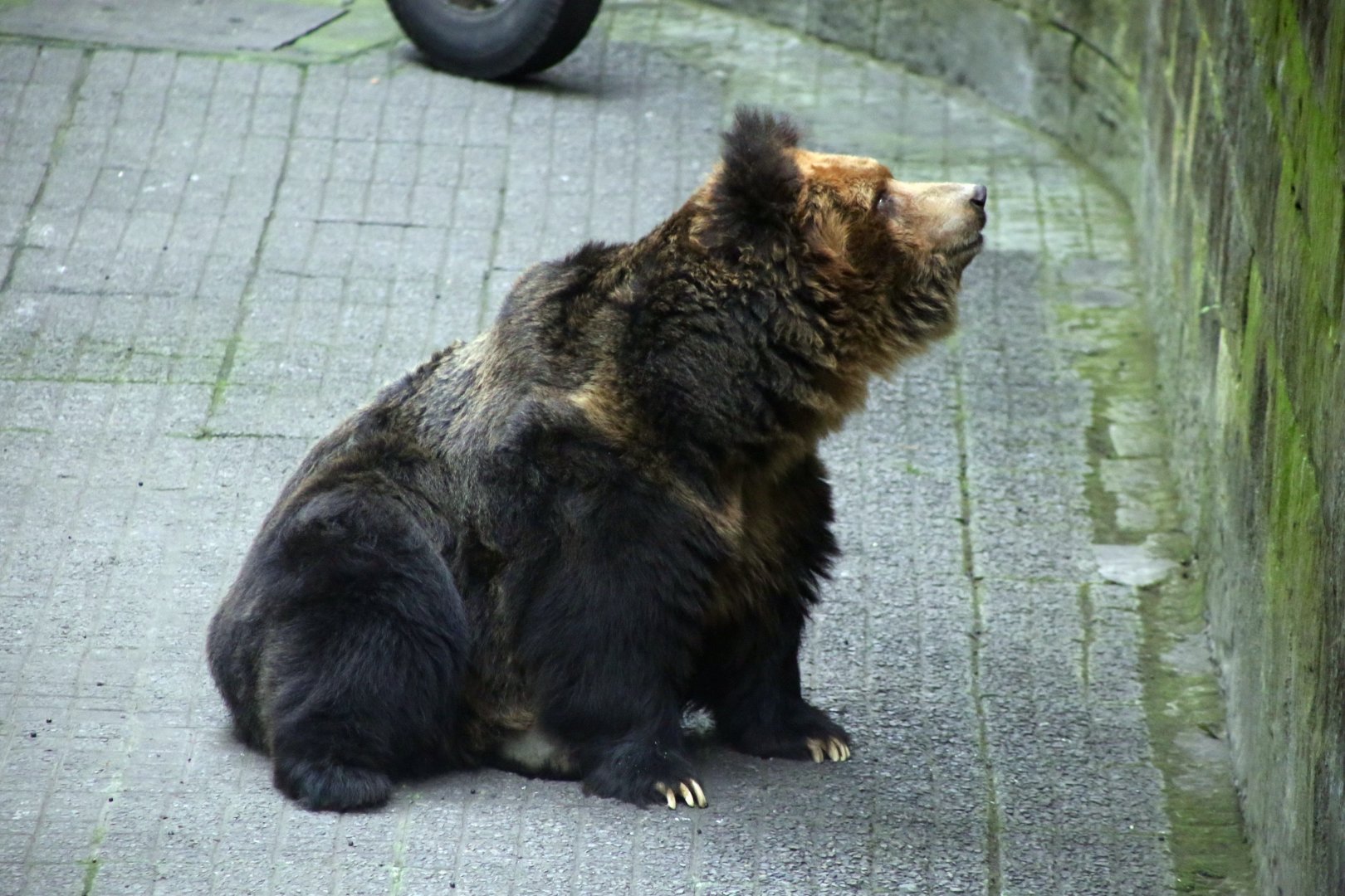 Tibetan Blue Bear (Ursus arctos pruinosus)