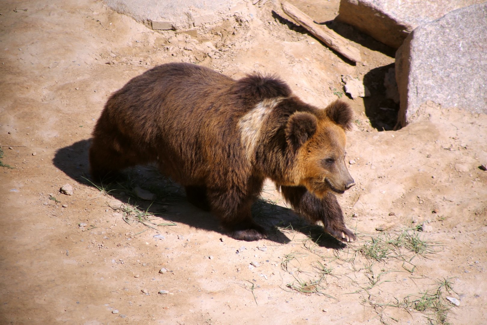 Tibetan Blue Bear (Ursus arctos pruinosus)
