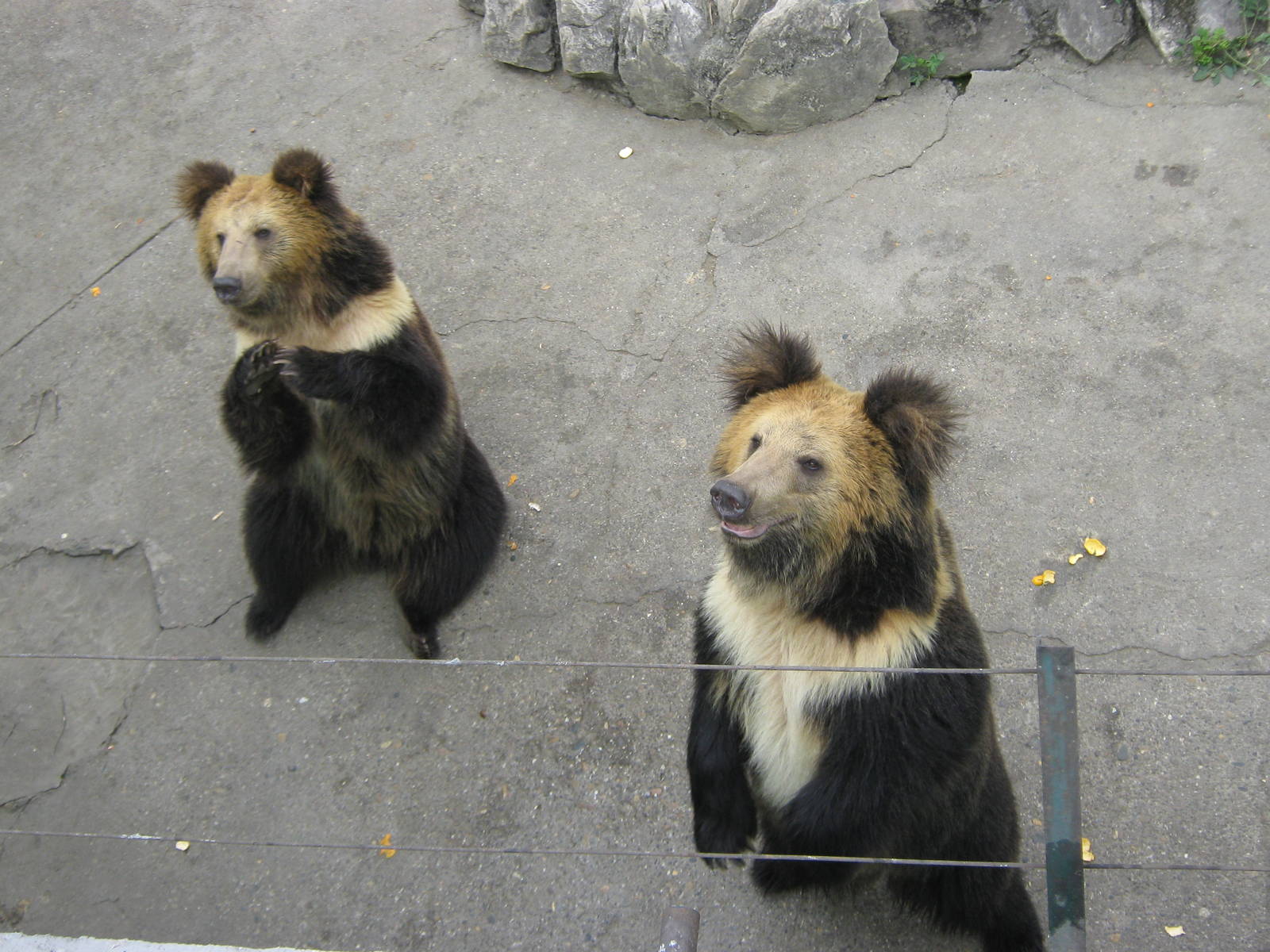Tibetan blue bears, begging for food