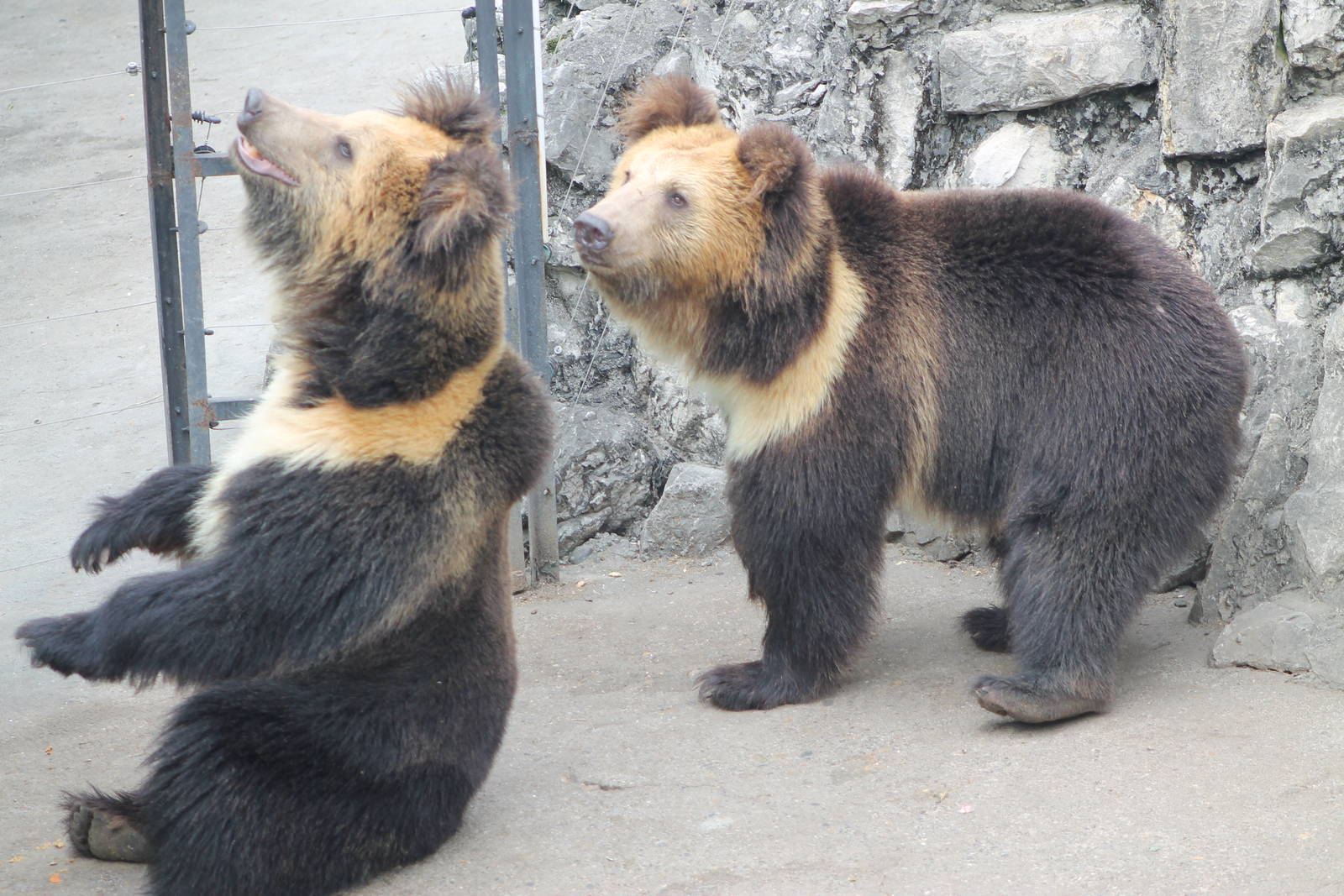 Tibetan blue bears (Ursus arctos pruinosus)