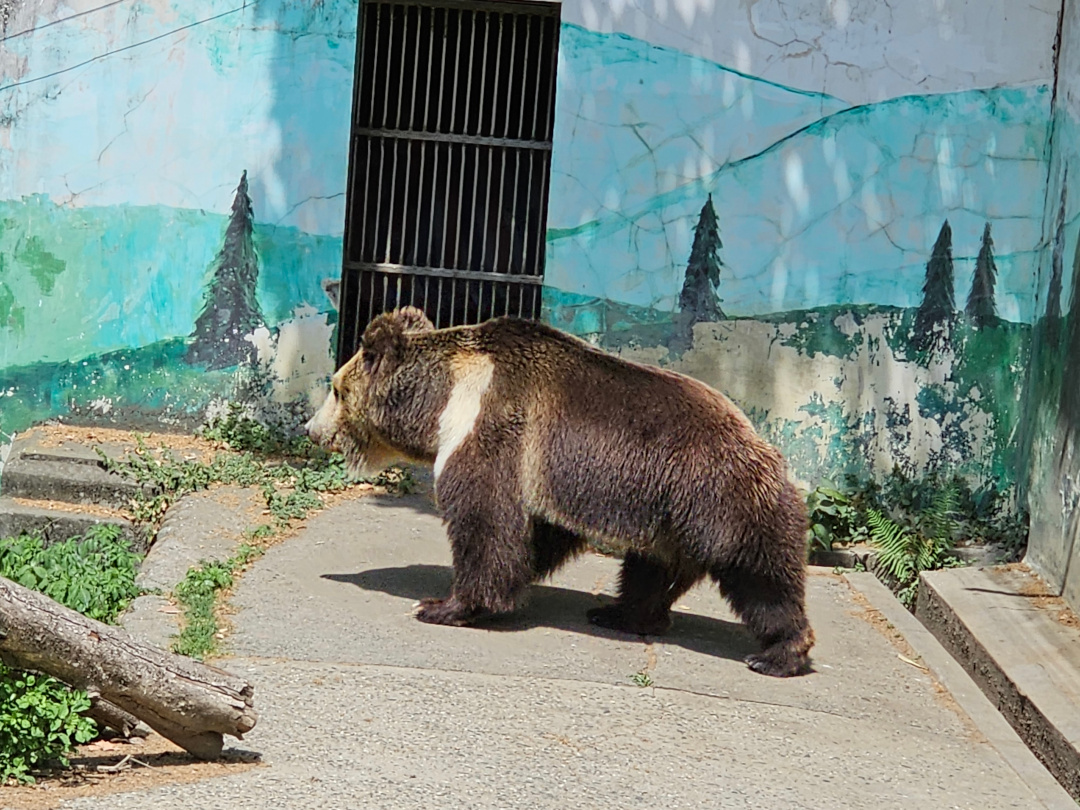 Tibetan Brown Bear, 05/2025
