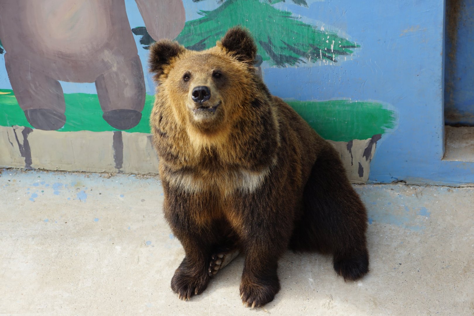Tibetan Brown Bear