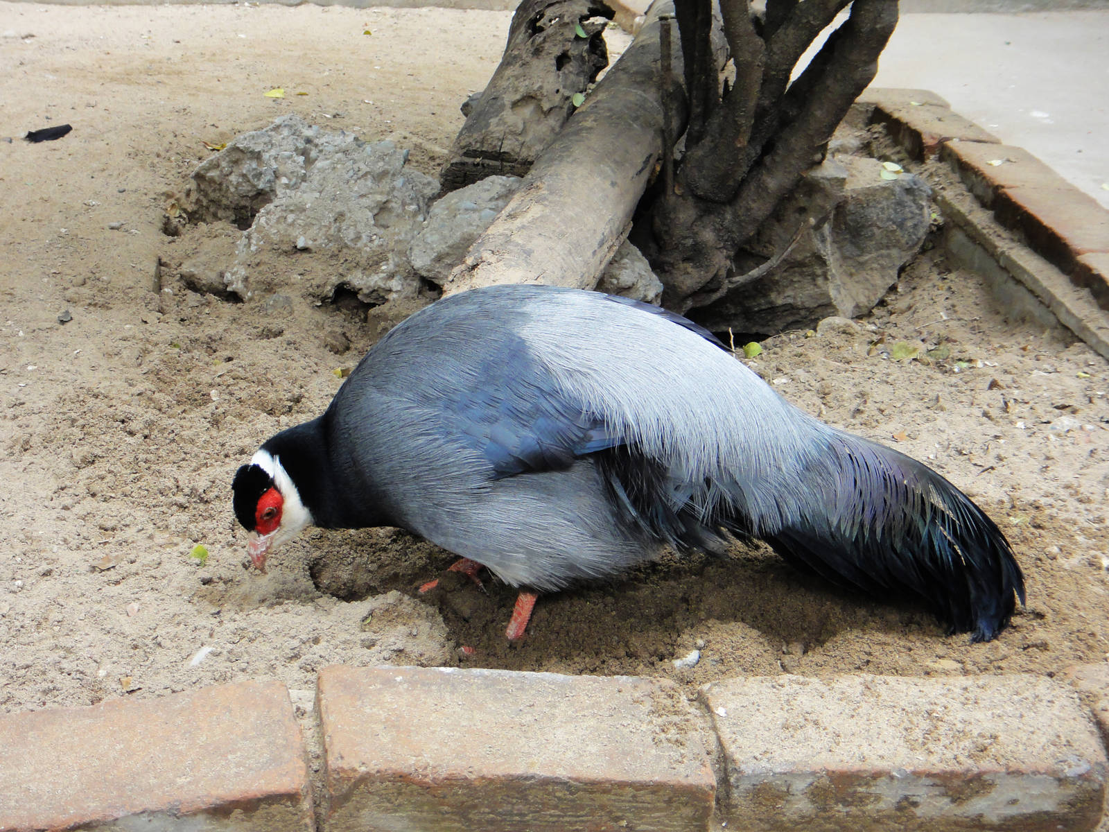 Tibetan Eared Pheasant (Crossoptilon harmani)