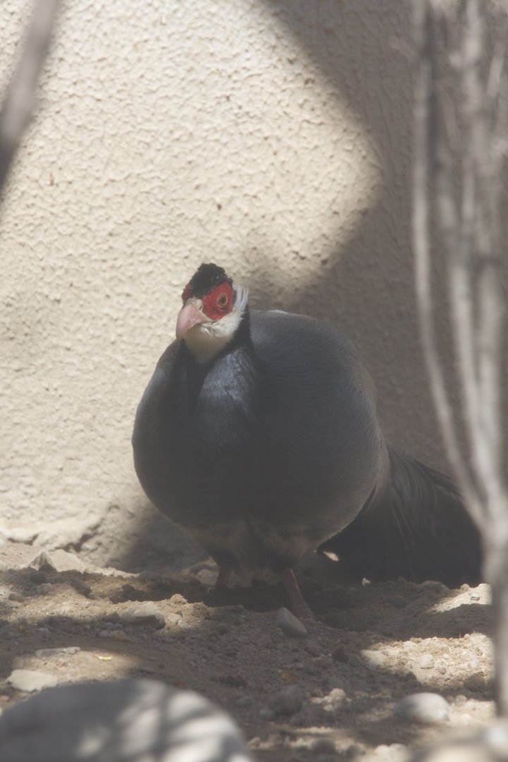 Tibetan eared pheasant/ Crossoptilon harmani